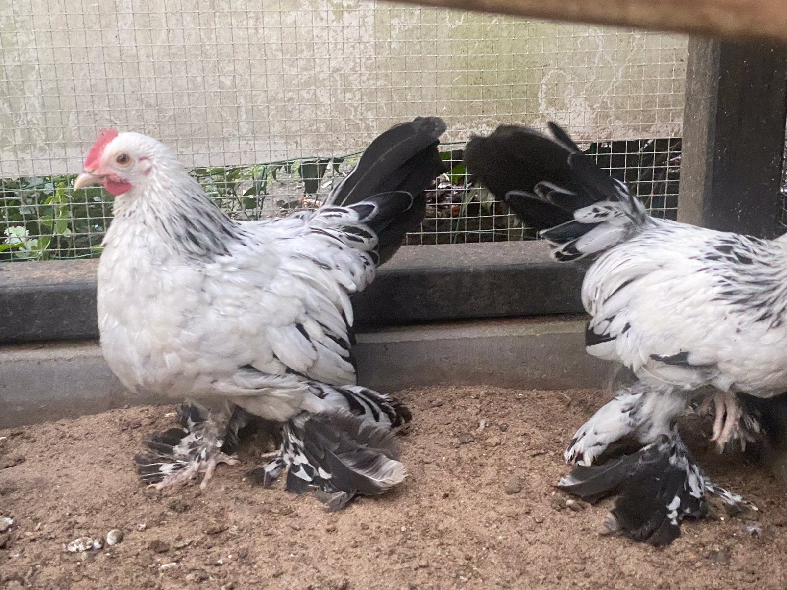 Toompje sabelpootkriel (1 haan / 2 hennen), Dieren en Toebehoren, Meerdere dieren, Kip