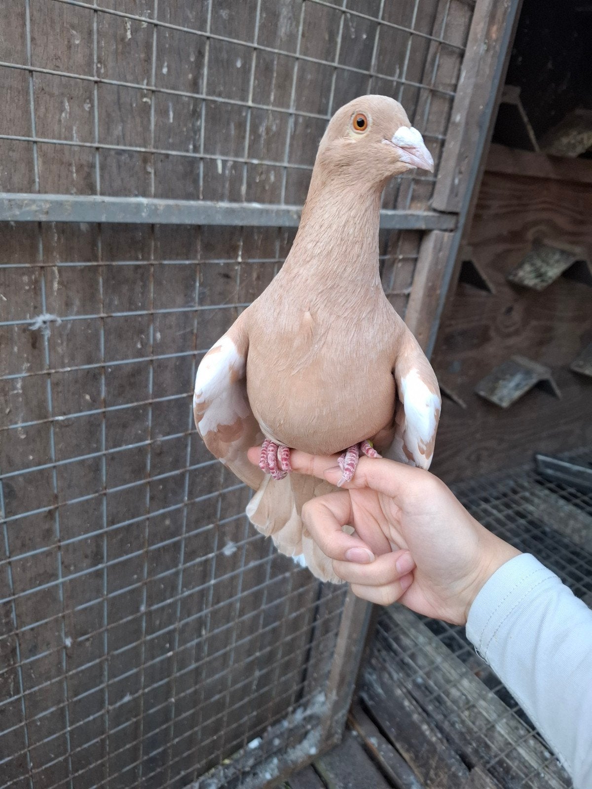 ​Diverse duiven te koop ( gele hoogvliegers), Dieren en Toebehoren, Vogels | Duiven, Meerdere dieren, Overige soorten