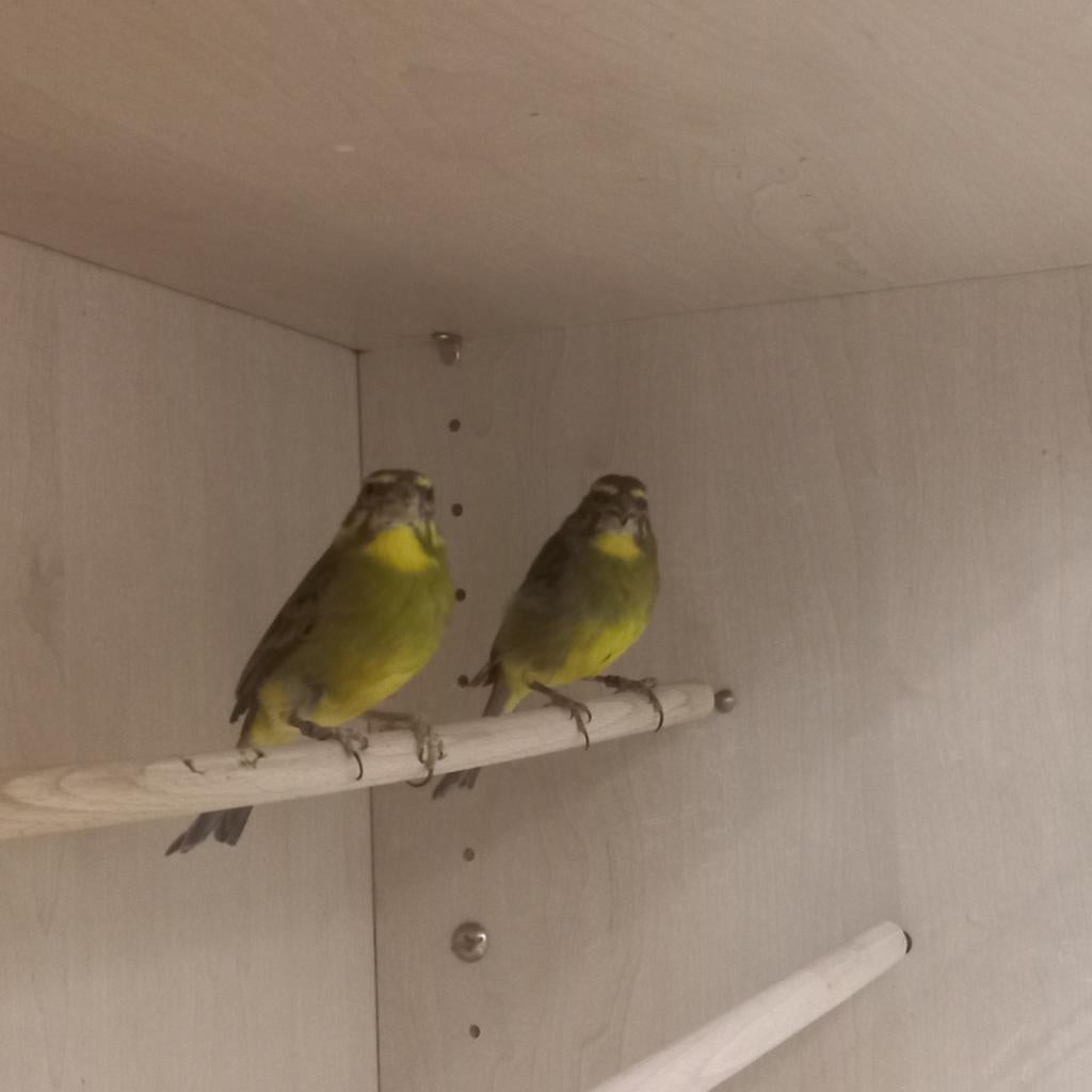 Zwavel dikbek cini koppel, Meerdere dieren