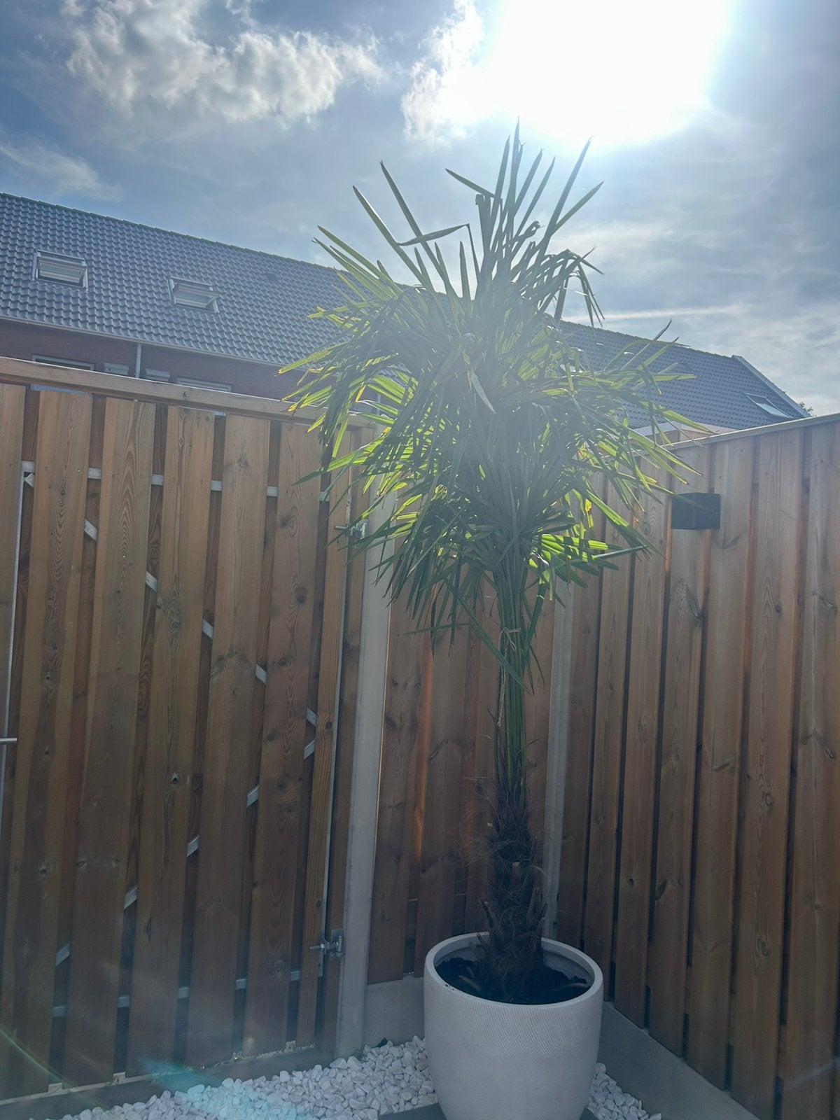 Grote trachycarpus fortunei, Ophalen