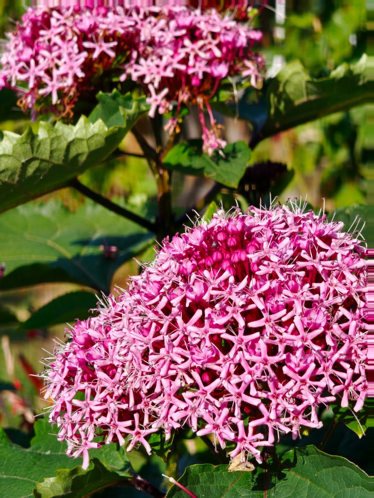 Clerodendrum Bungei (Pindakaasplant) stekken - 50-60cm, Vaste plant, Halfschaduw, Zomer, Ophalen