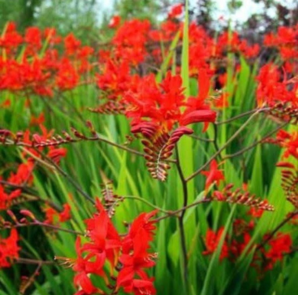 Crocosmia 'Diablito' C3- Vurige Rode Bloemen voor uw Tuin, Overige soorten, Volle zon, Vaste plant, Ophalen of Verzenden