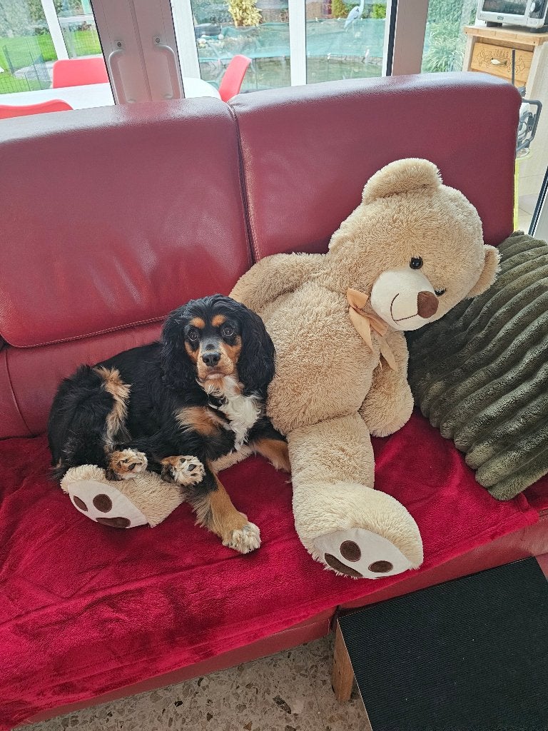 Pup gezocht, Ophalen