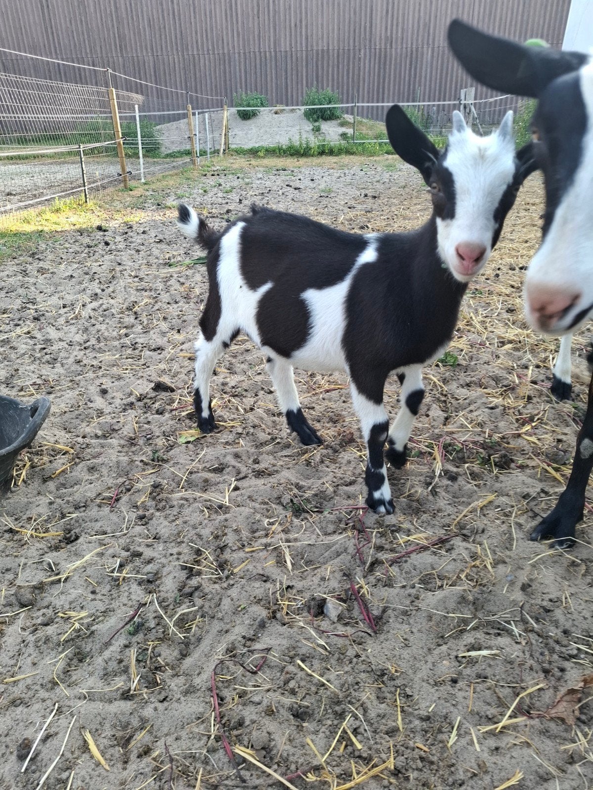 Nederlands bonte melkgeit, Dieren en Toebehoren, Schapen, Geiten en Varkens, Vrouwelijk, Geit, 0 tot 2 jaar