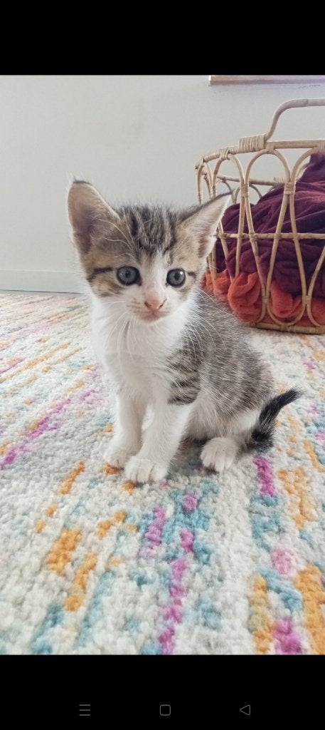 Kittens! Nog 2 poesjes beschikbaar!, Dieren en Toebehoren, Poes, Kortharig, 0 tot 2 jaar
