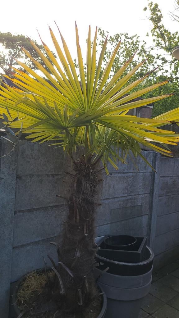 Winterharde Palmboom, Tuin en Terras, Planten | Bomen, 100 tot 250 cm, Zomer, Palmboom, Ophalen
