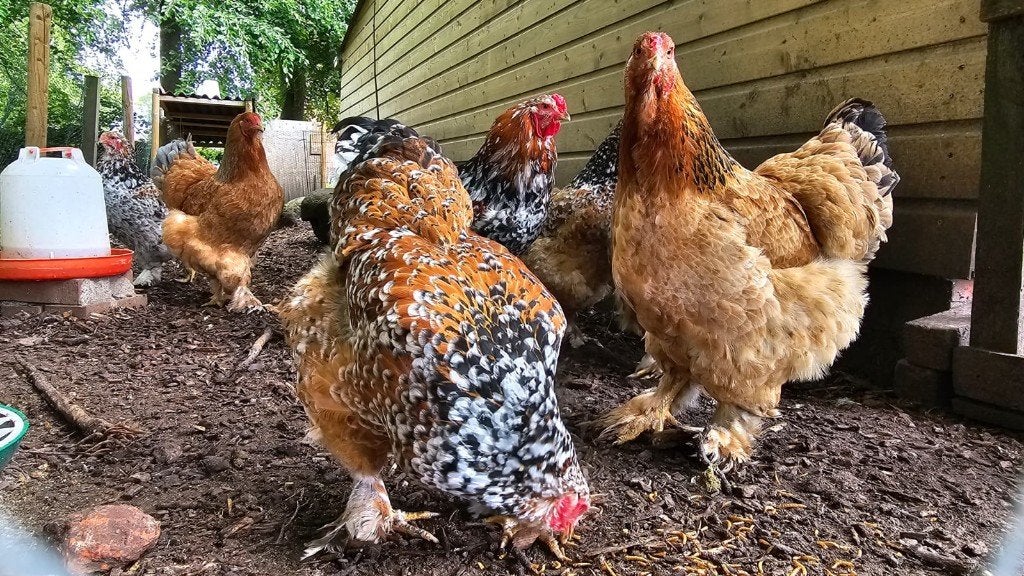 Toom jonge Brahma kippen: 6 hennen en 1 haan, Dieren en Toebehoren, Pluimvee, Geslacht onbekend, Kip