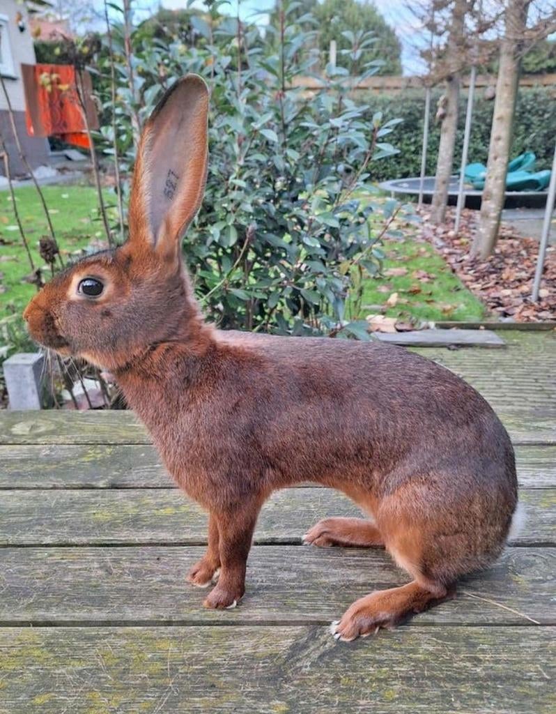 Fantastische jonge Raszuivere Belgische haas hazen rammetjes, Dieren en Toebehoren, Mannelijk, Middelgroot, 0 tot 2 jaar