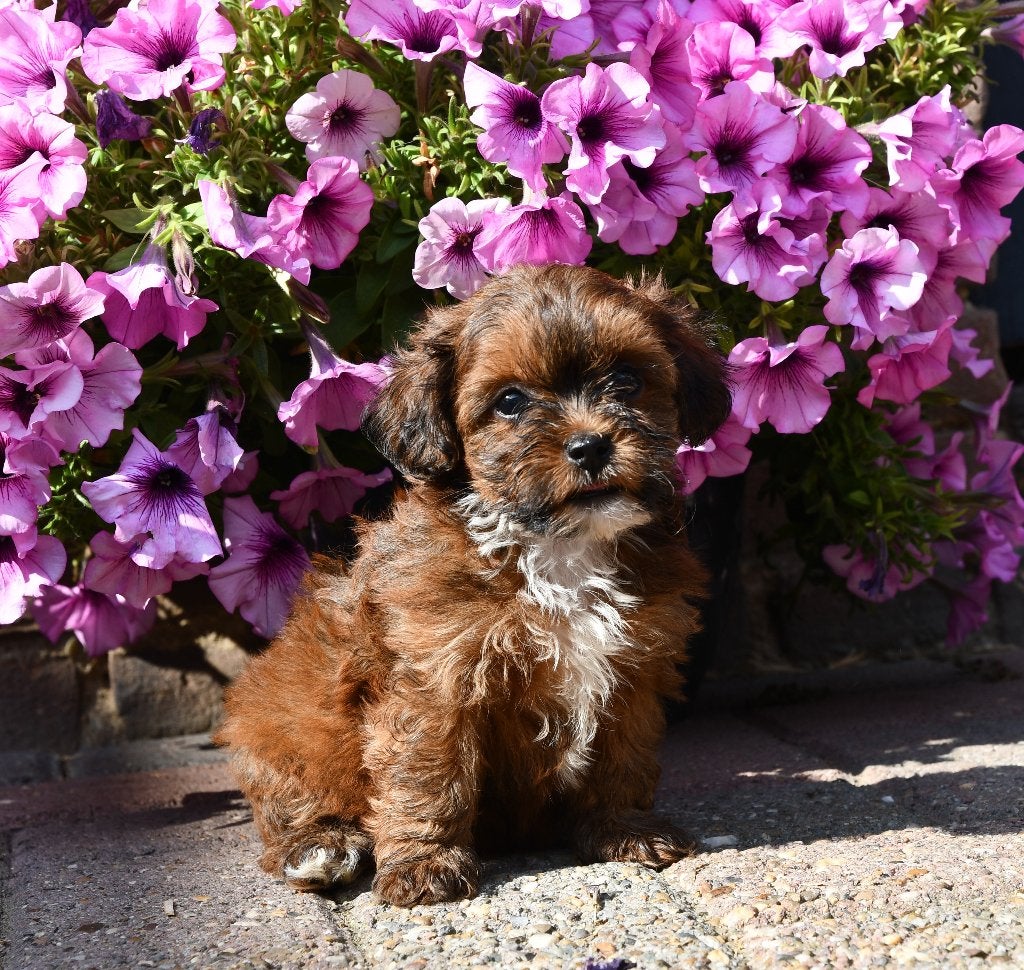 Super mooie Boomer X Toy Poedel(Toy Doodle) pups, Dieren en Toebehoren, Honden | Chihuahua's en Gezelschapshonden, Parvo, Nederland