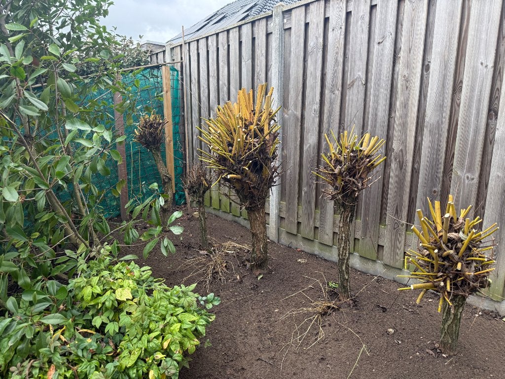 Knotwilgen - diverse groottes, Tuin en Terras, Ophalen, Vaste plant, Overige soorten, Volle zon