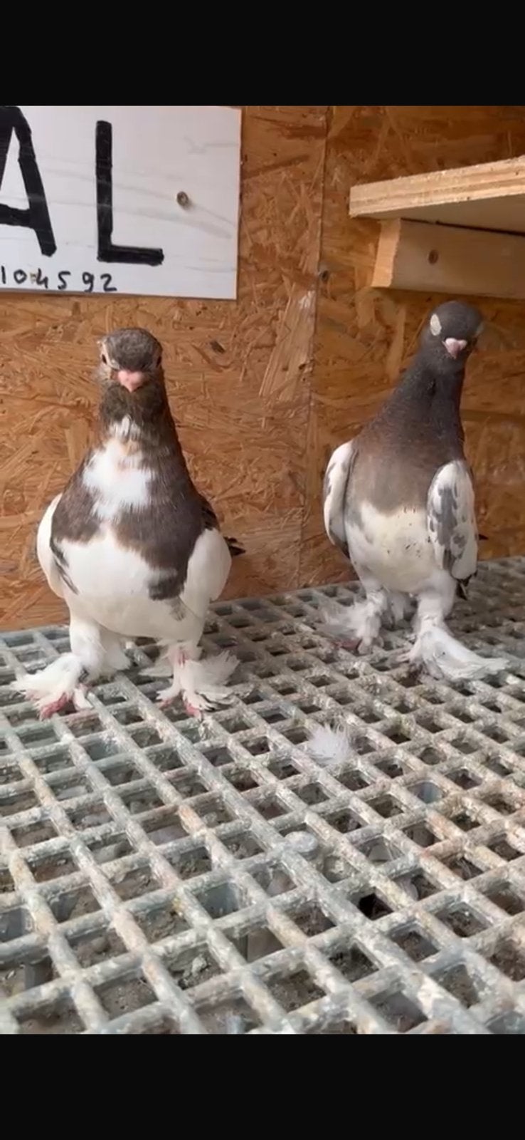 Takla, Dieren en Toebehoren, Vogels | Duiven