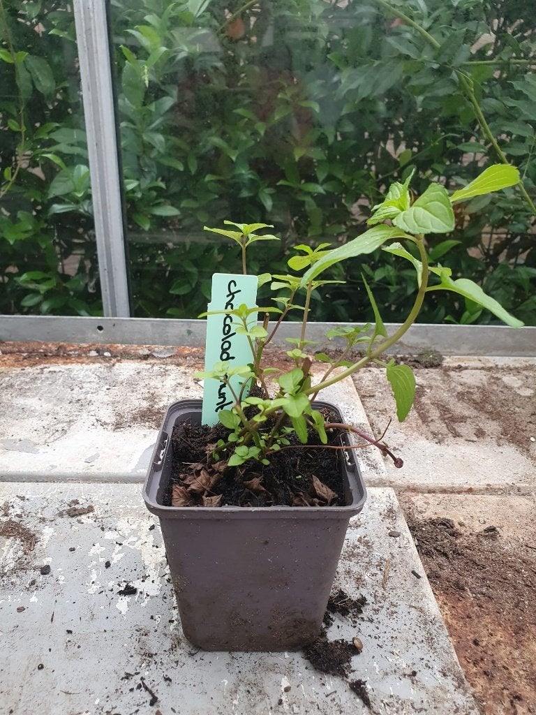 chocolademunt, Tuin en Terras, Ophalen, Volle zon, Vaste plant, Kruiden