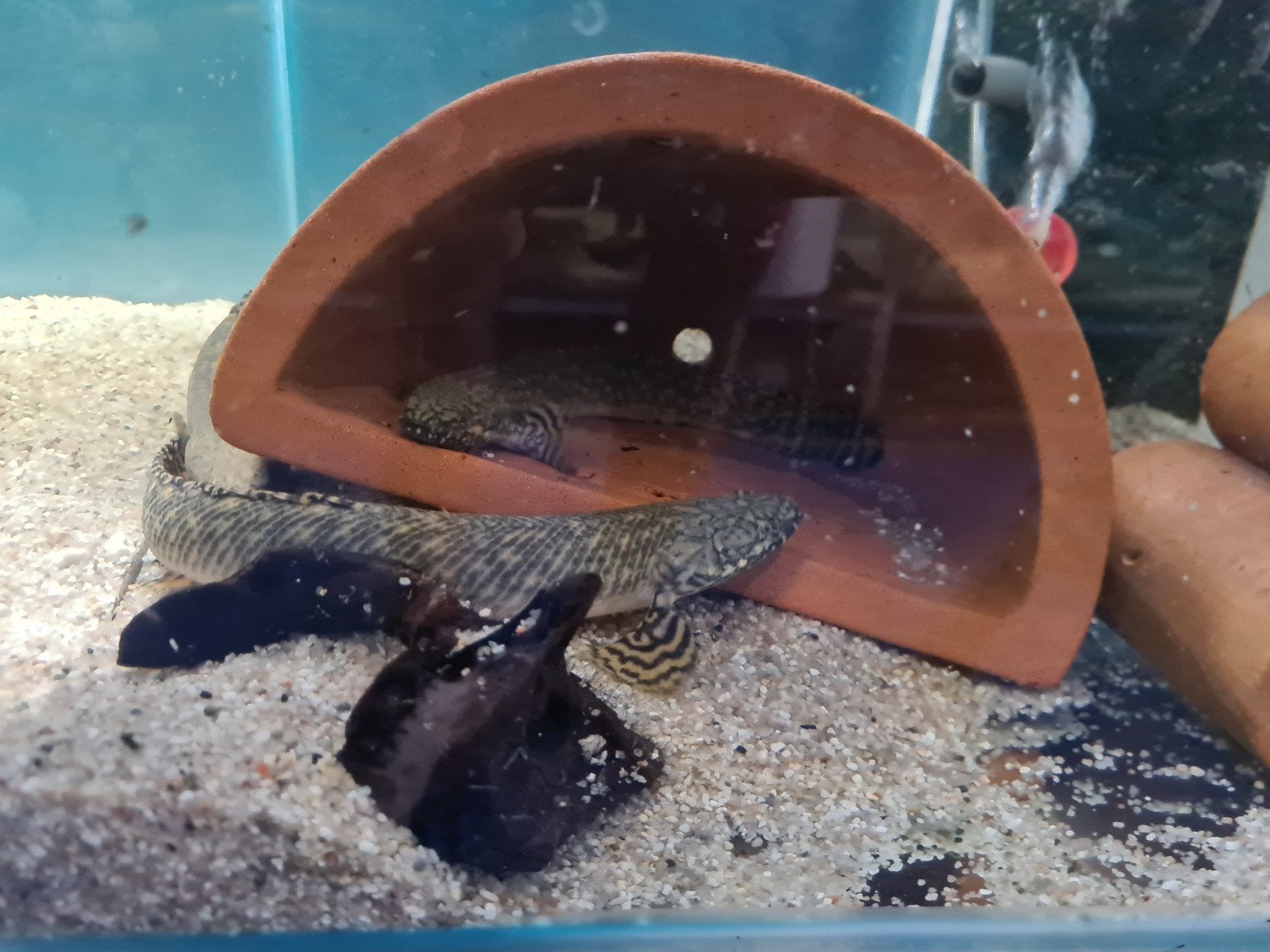 Polypterus Ornatipinnis, Kwastvinsnoek, Dieren en Toebehoren, Vissen | Aquariumvissen, Vis, Zoetwatervis