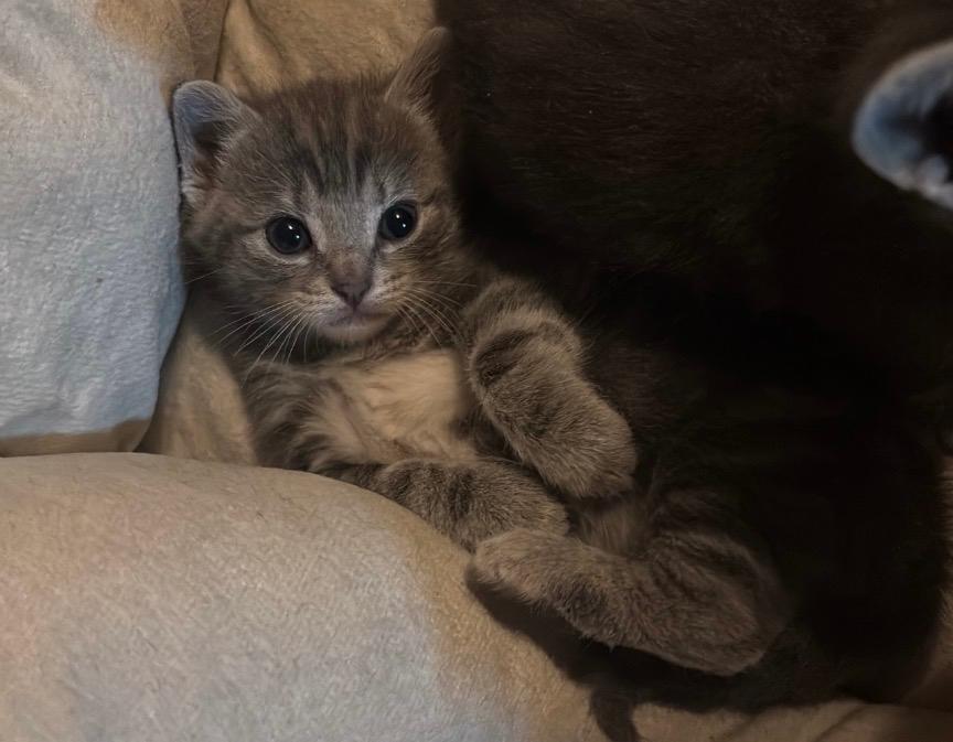 Kittens, Meerdere dieren