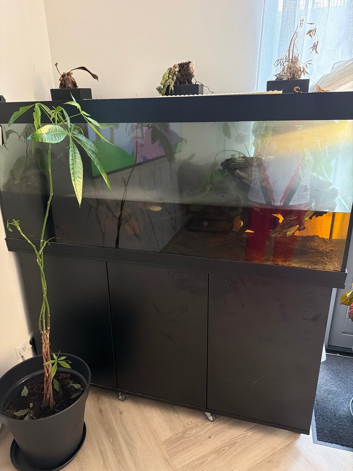 Aquarium xxl, Ophalen, Gebruikt, Gevuld zoetwateraquarium, Pomp