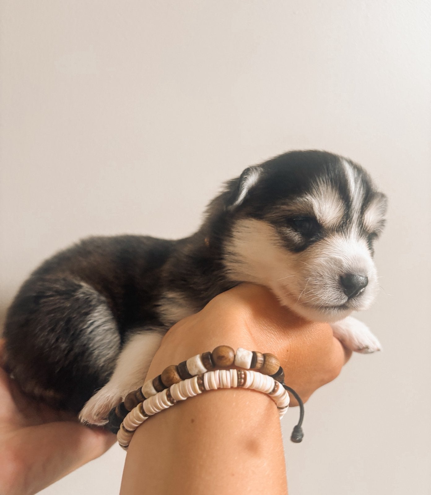 6 prachtige F2 pomsky pups zijn geboren 🩷🩷🩷🩷🩷🩵, Dieren en Toebehoren, Parvo, 8 tot 15 weken, Meerdere, Meerdere dieren
