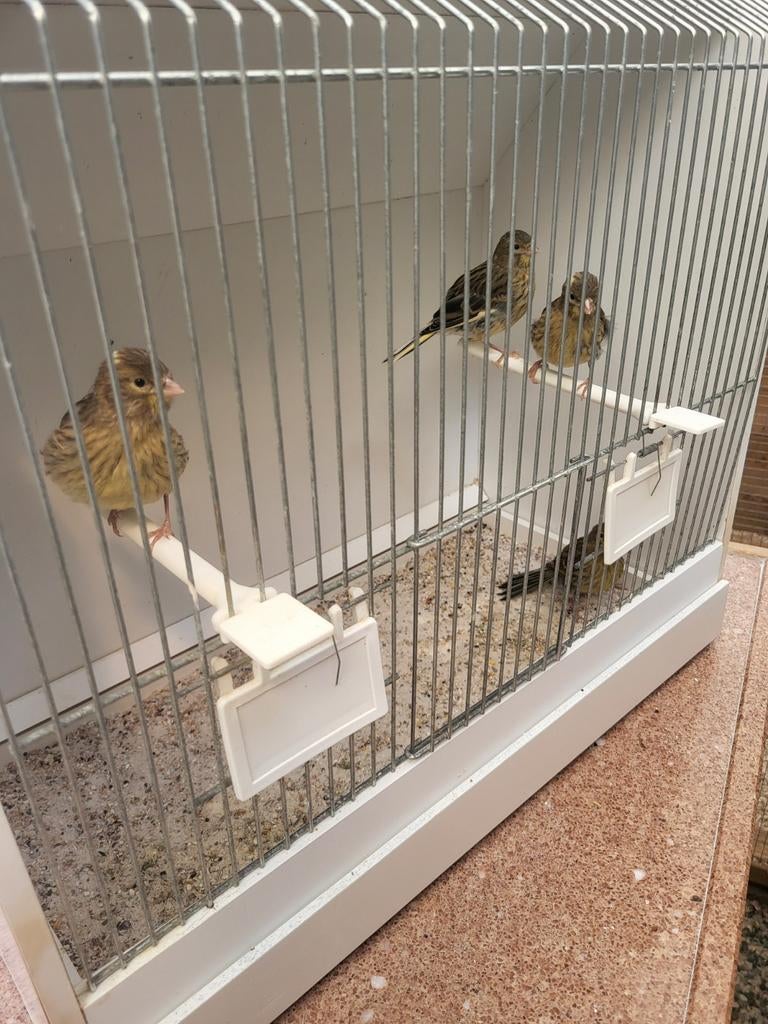 Kanaries jonge, Dieren en Toebehoren, Vogels | Kanaries, Meerdere dieren, Kleurkanarie