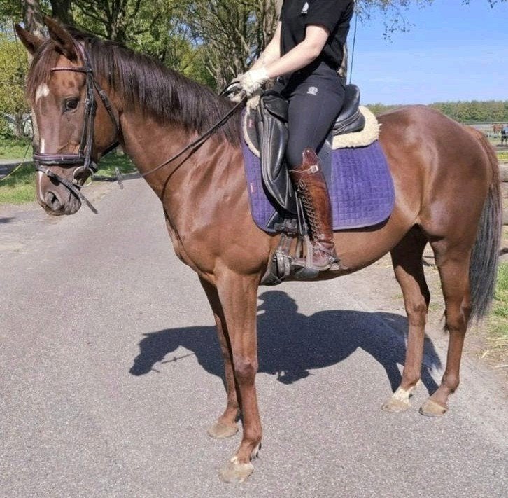 Brave 10 jr E pony 1,55 mtr(recreatie-manege-sport), B, 7 tot 10 jaar, Recreatiepony, Merrie