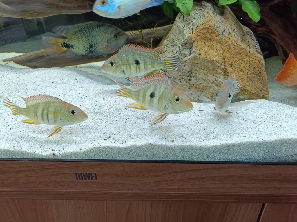 Geophagus tapajos, Vis