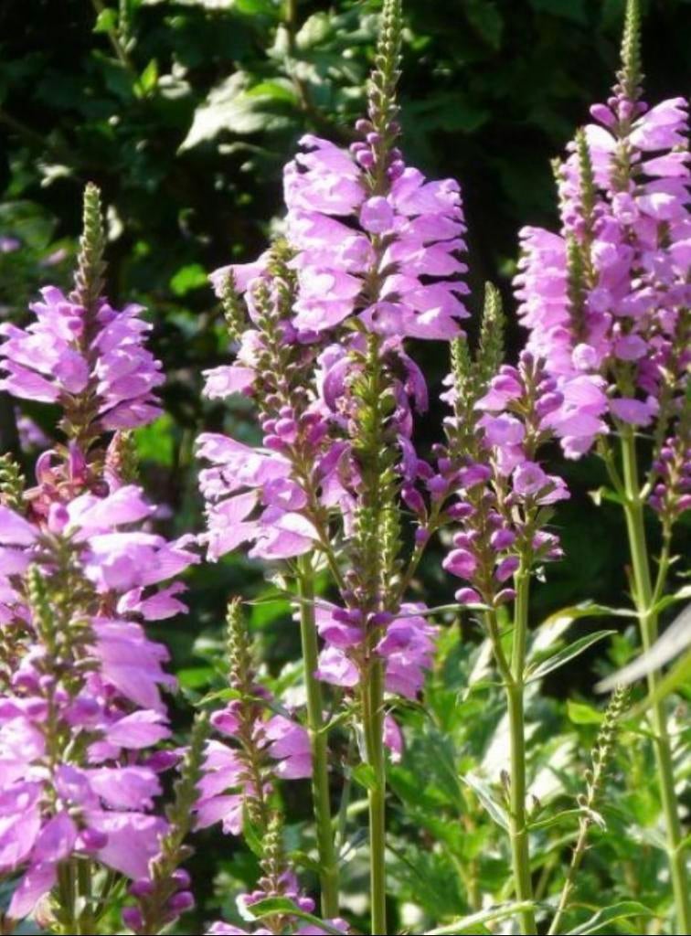 Scharnierplant lila, Tuin en Terras, Vaste plant, Halfschaduw, Zomer, Ophalen