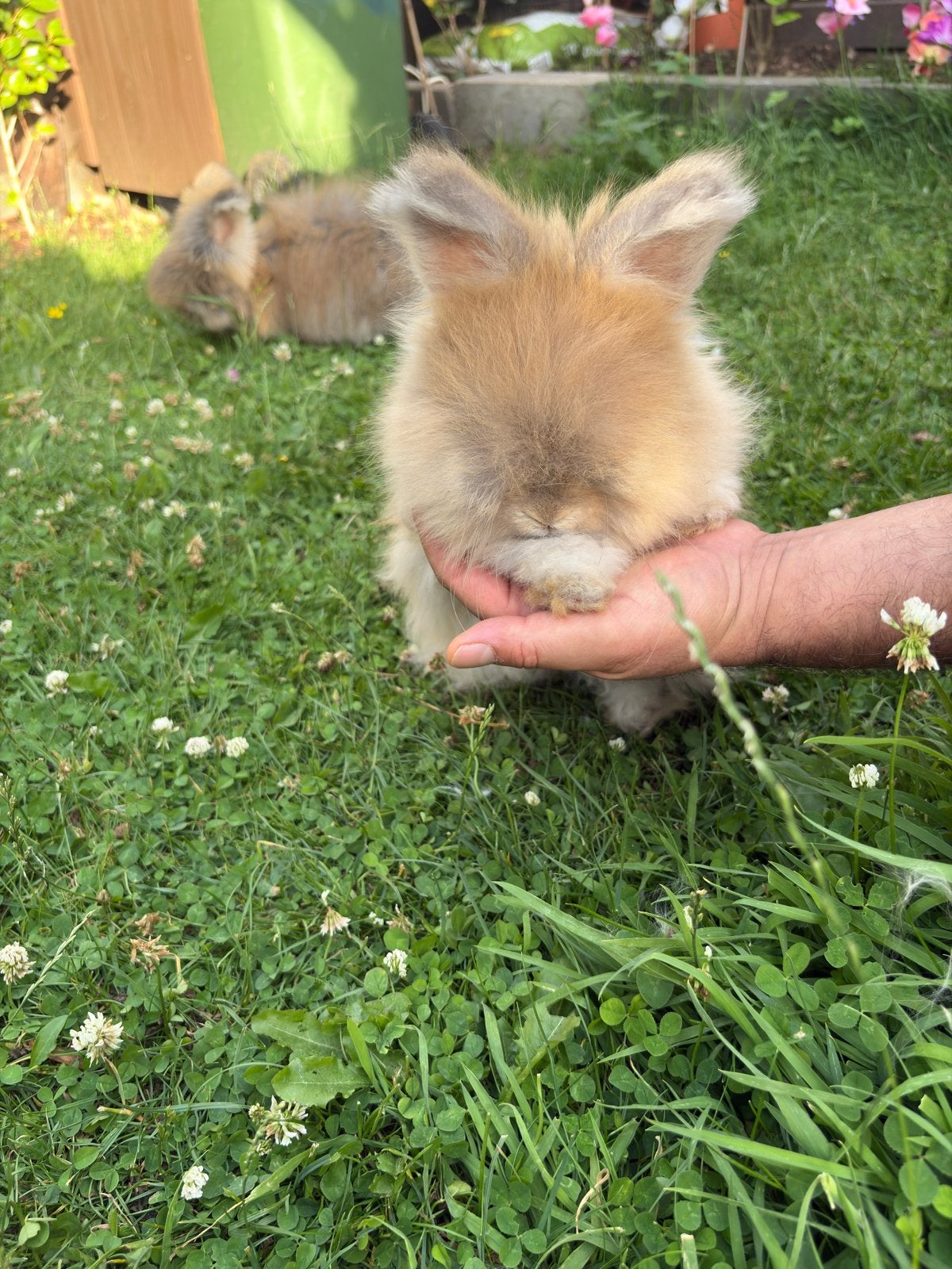 Engels Angora baby konijntje te koop voedster, April, Vrouwelijk, Overige typen, Tam