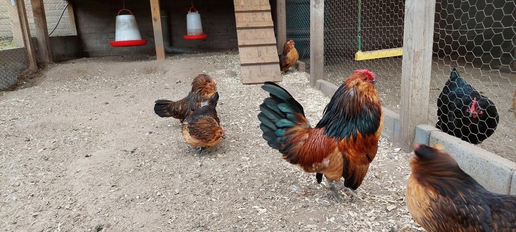 Broedeieren antwerpse baardkriel, Dieren en Toebehoren, Geslacht onbekend, Kip