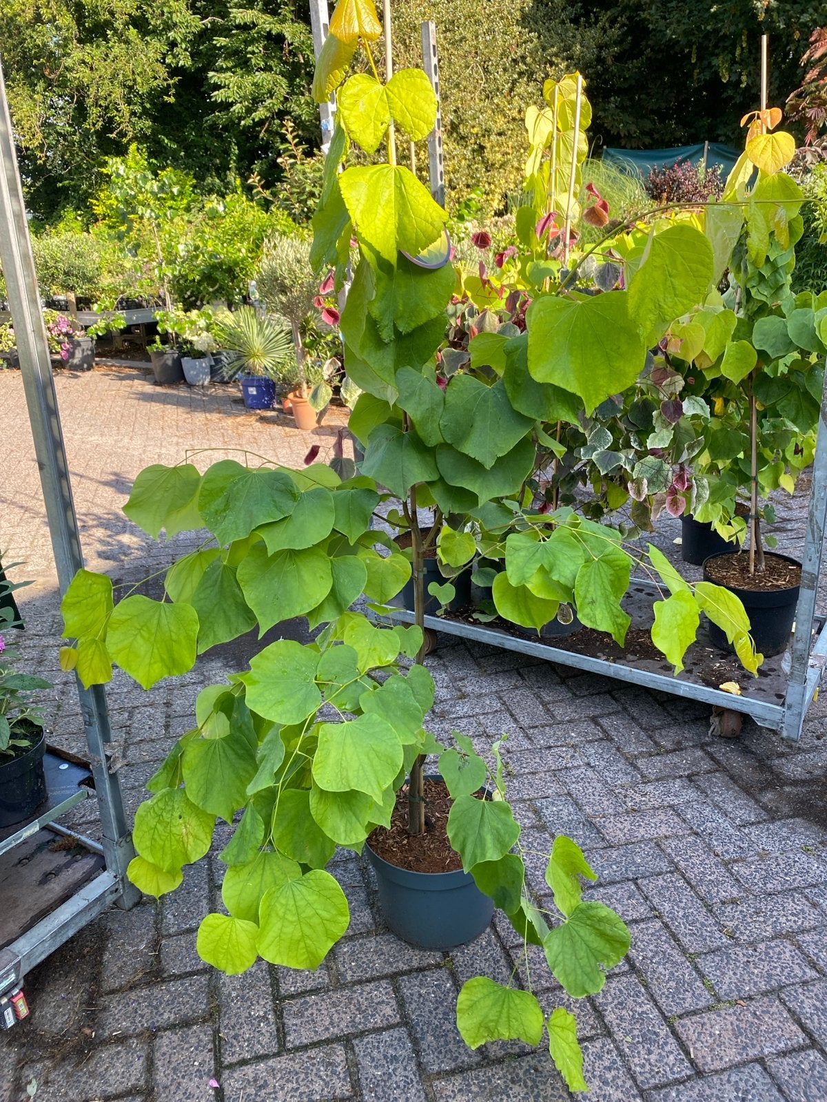 Cercis hearts of gold, Tuin en Terras, Planten | Bomen, Ophalen, Zomer, Volle zon, Overige soorten