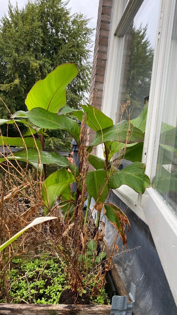 Canna Musafolia, Ophalen, Overige soorten, Volle zon