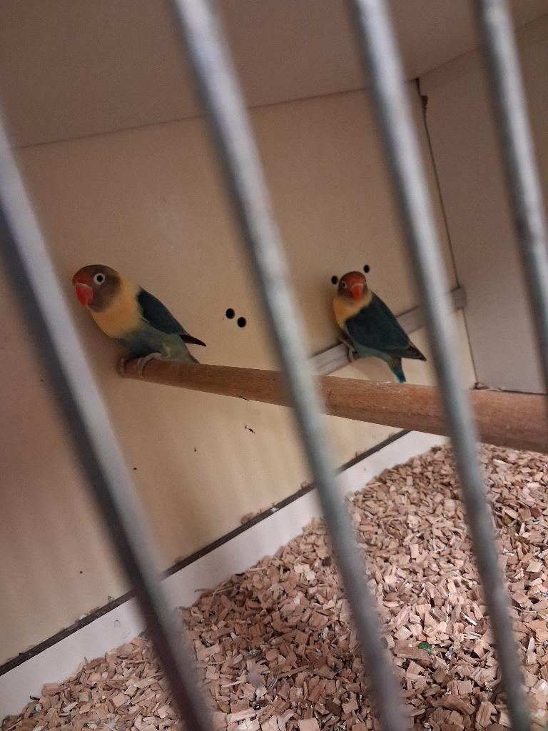 Agapornis personata 25 euro  per vogel, Dieren en Toebehoren, Vogels | Parkieten en Papegaaien, Meerdere dieren, Dwergpapegaai of Agapornis