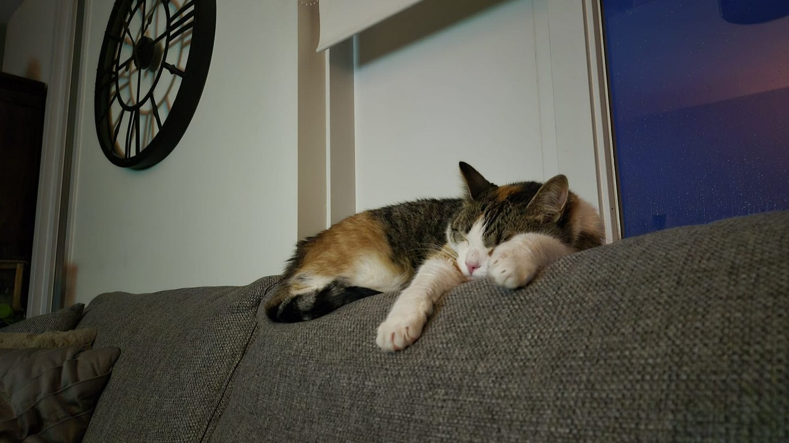 Lieve aanhankelijke lapjeskat van 2 jaar oud, Dieren en Toebehoren, Katten en Kittens | Overige Katten, Poes