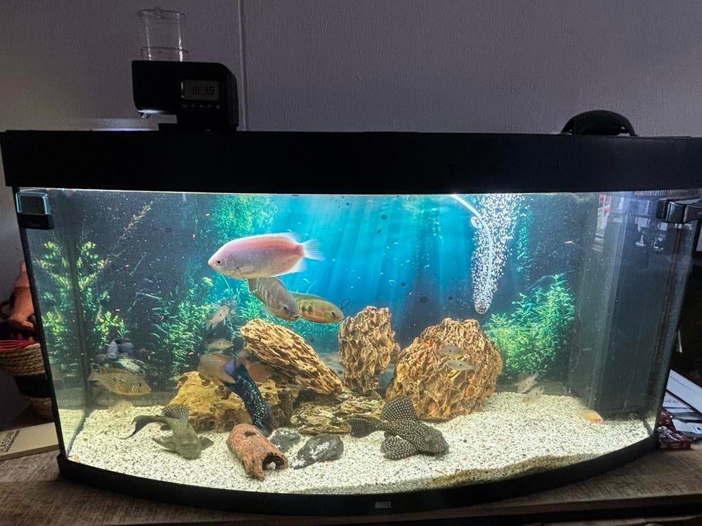 Juwel aquarium 260 liter, Dieren en Toebehoren, Vissen | Aquaria en Toebehoren, Ophalen, Zo goed als nieuw, Gevuld zoetwateraquarium
