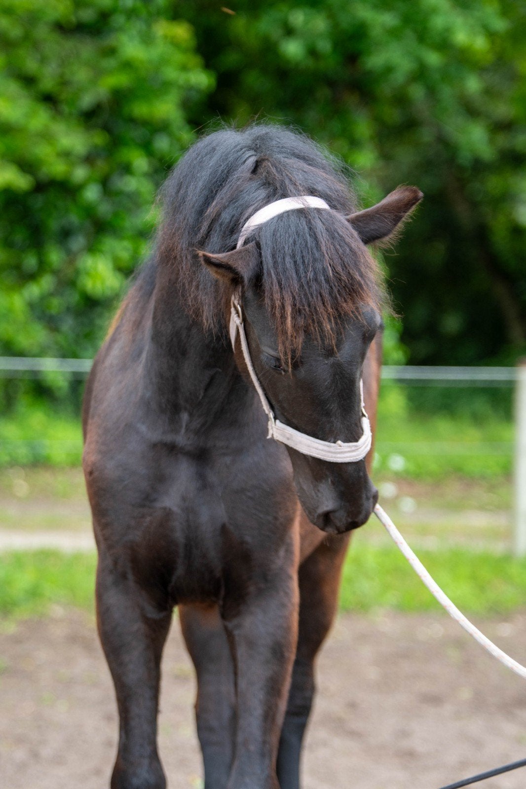 Fries jaarling merrie een plaatje, Dieren en Toebehoren, Paarden, Merrie, Met stamboom, Dressuurpaard, 0 tot 2 jaar