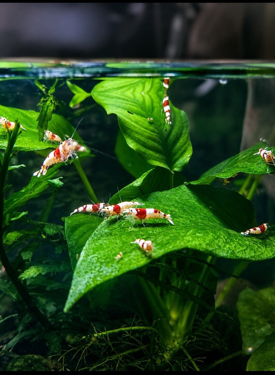 Crystal Red garnalen, Dieren en Toebehoren, Kreeft, Krab of Garnaal