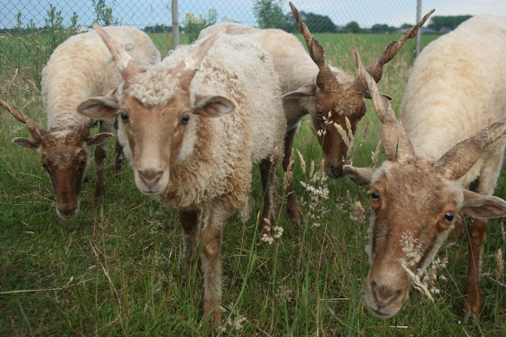 Twee prachtige Racka boklammeren zoeken een nieuw thuis, Mannelijk, Schaap, 0 tot 2 jaar