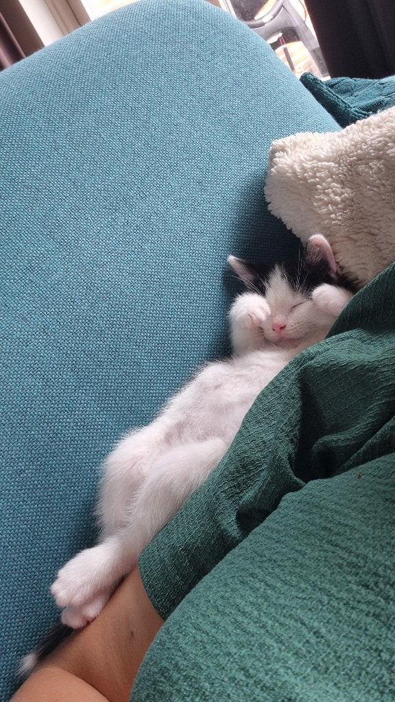 Kittens, Poes, 0 tot 2 jaar