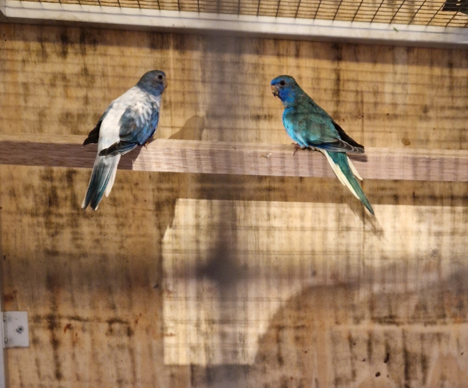Splendids, Meerdere dieren, Parkiet