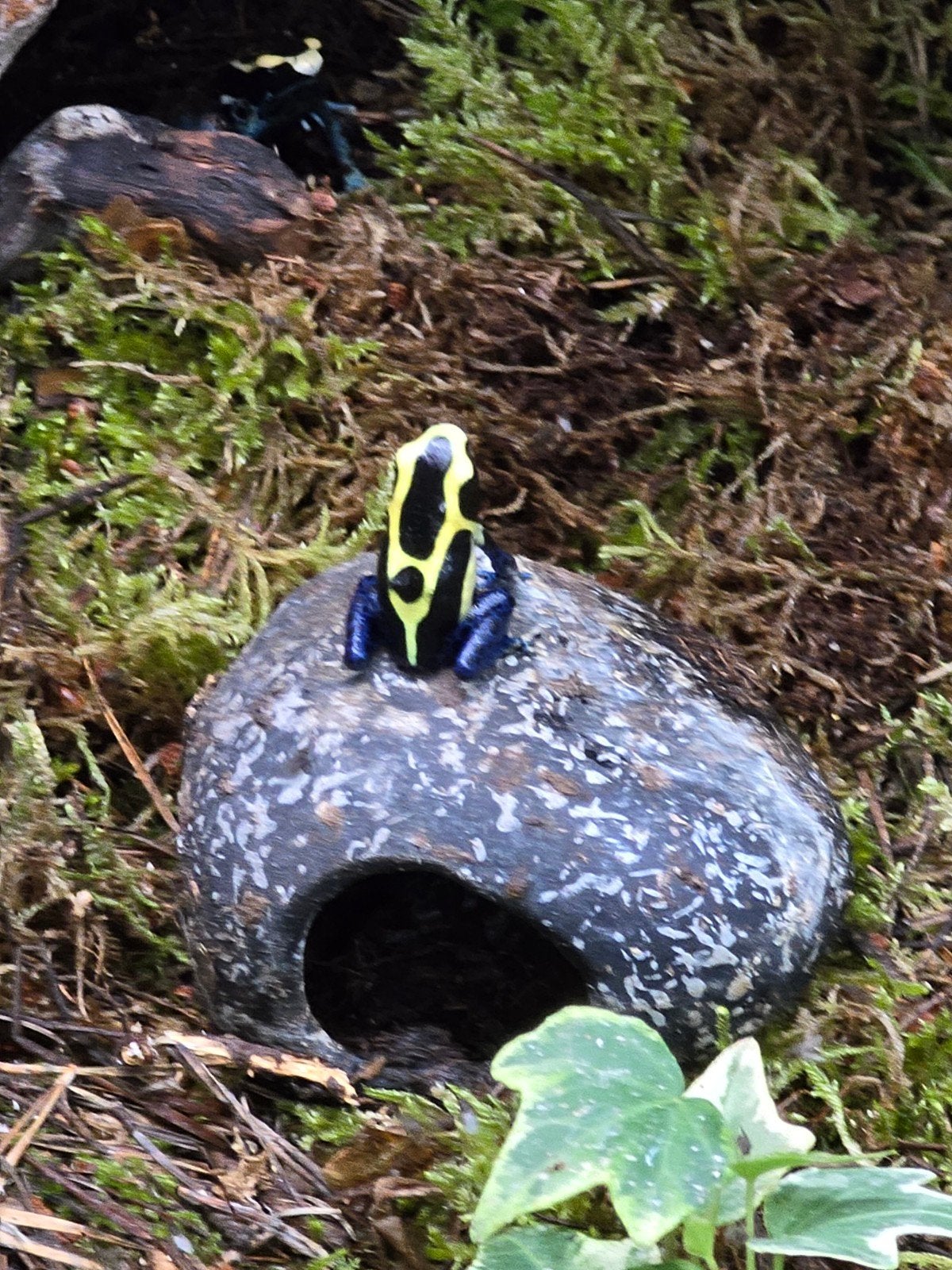 Prachtige pijlgifkikkers (Dendrobates tinctorius), 0 tot 2 jaar