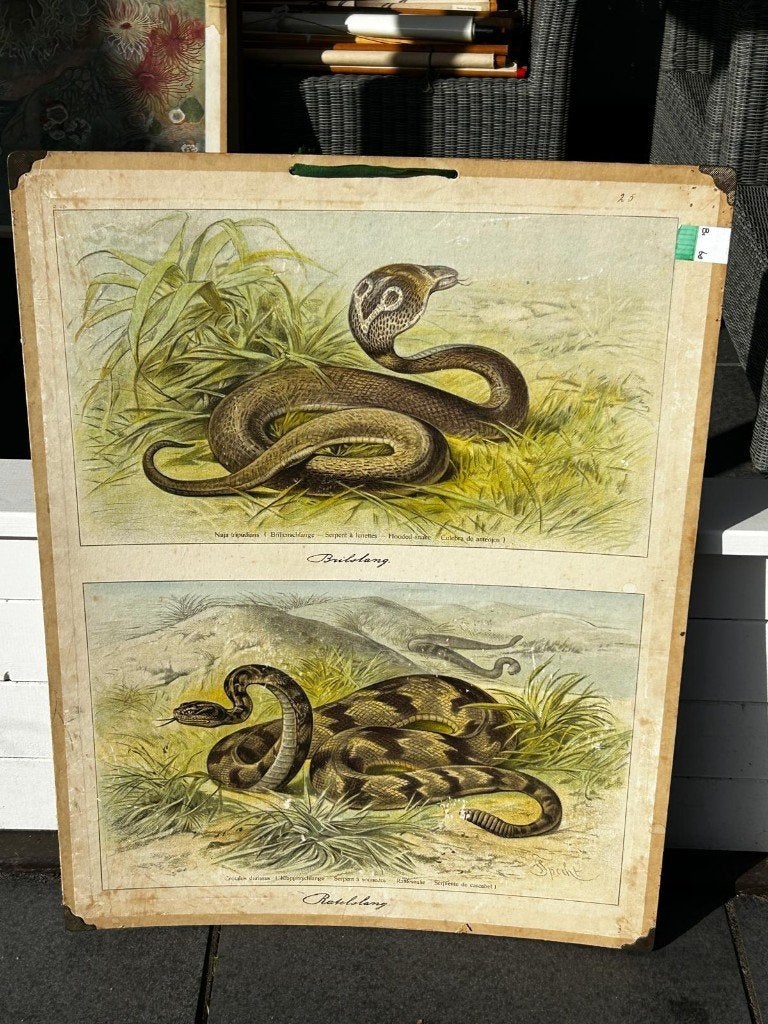 Ratelslang / brilslang, Ophalen of Verzenden, Natuur en Biologie