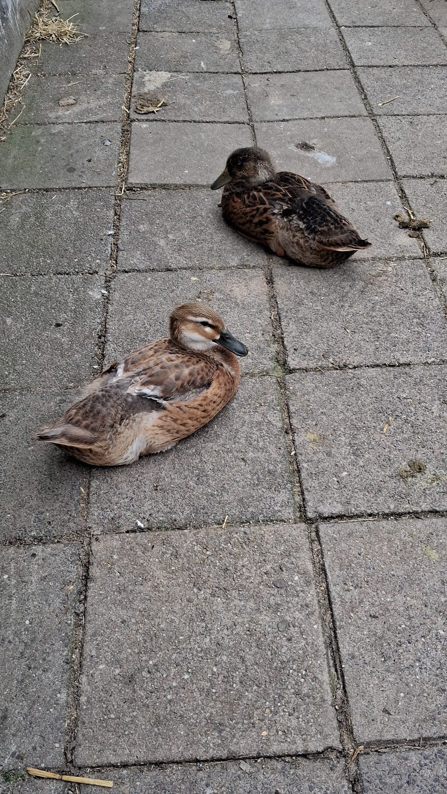 Indische loopeenden 8 weken oud, Meerdere dieren, Tam