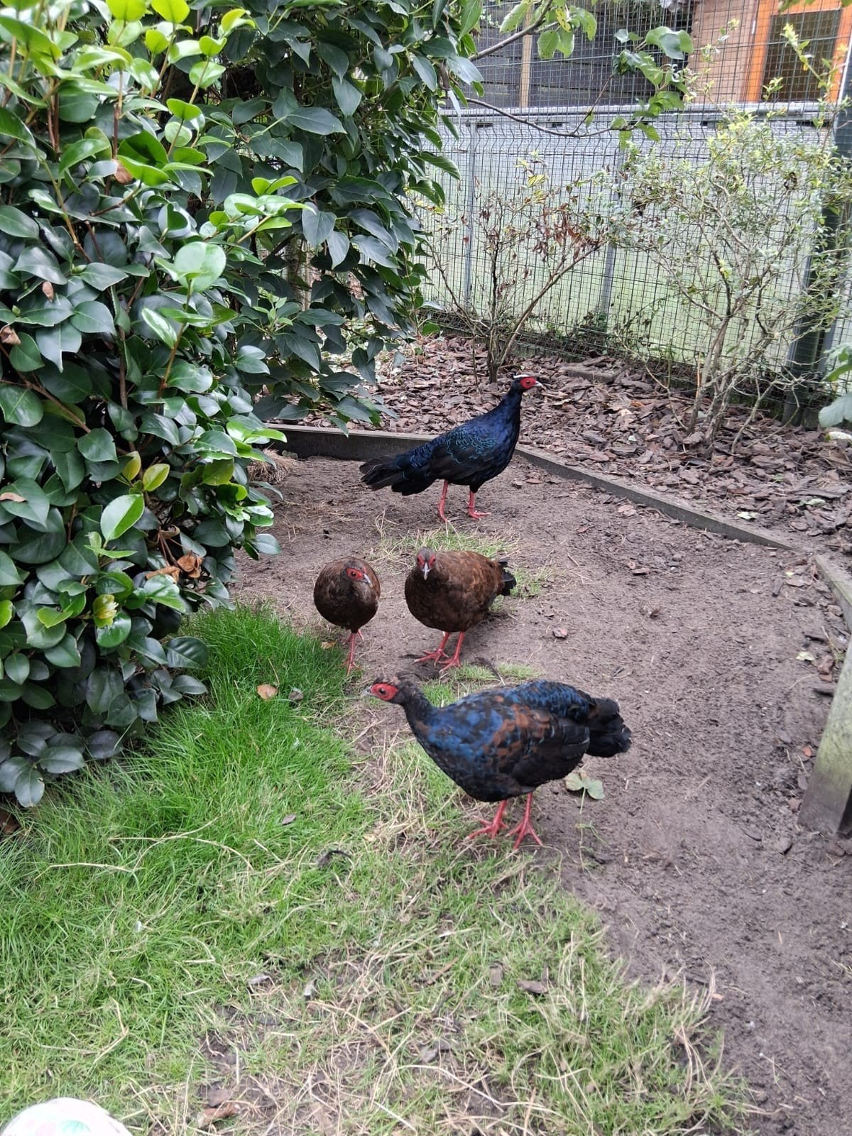 natuurbroed Edwards fazanten 2 hennen en een haan, Meerdere dieren, Overige soorten