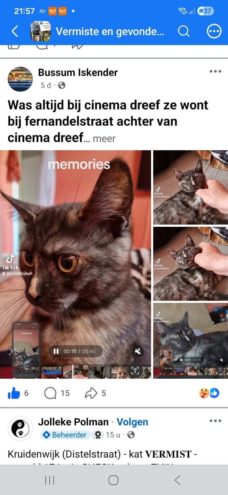 Vermist poes bij cinema dreef almere centrum, Dieren en Toebehoren, Vermiste en Gevonden Dieren