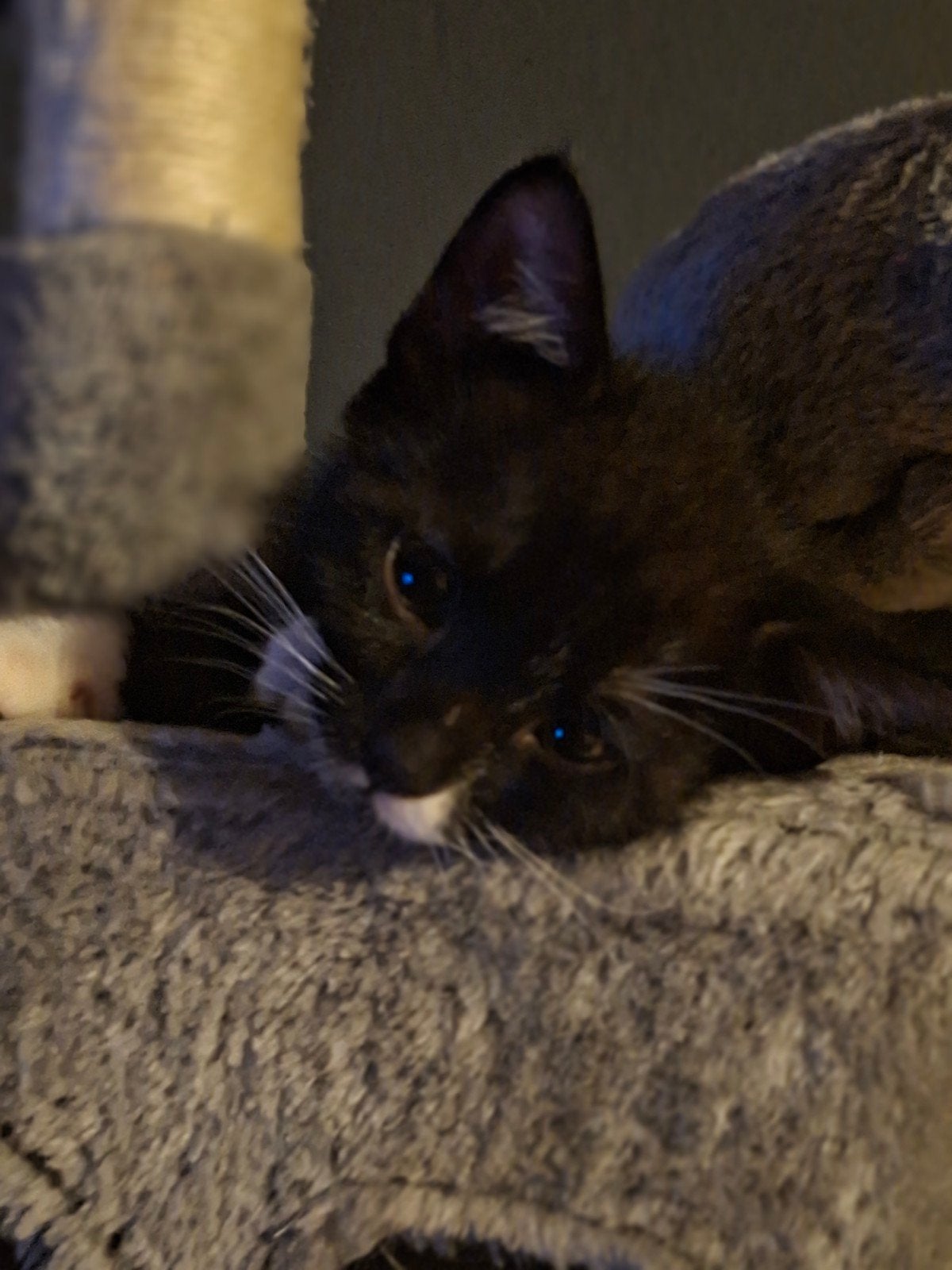 Kitten mag gelijk mee, Dieren en Toebehoren, Kater