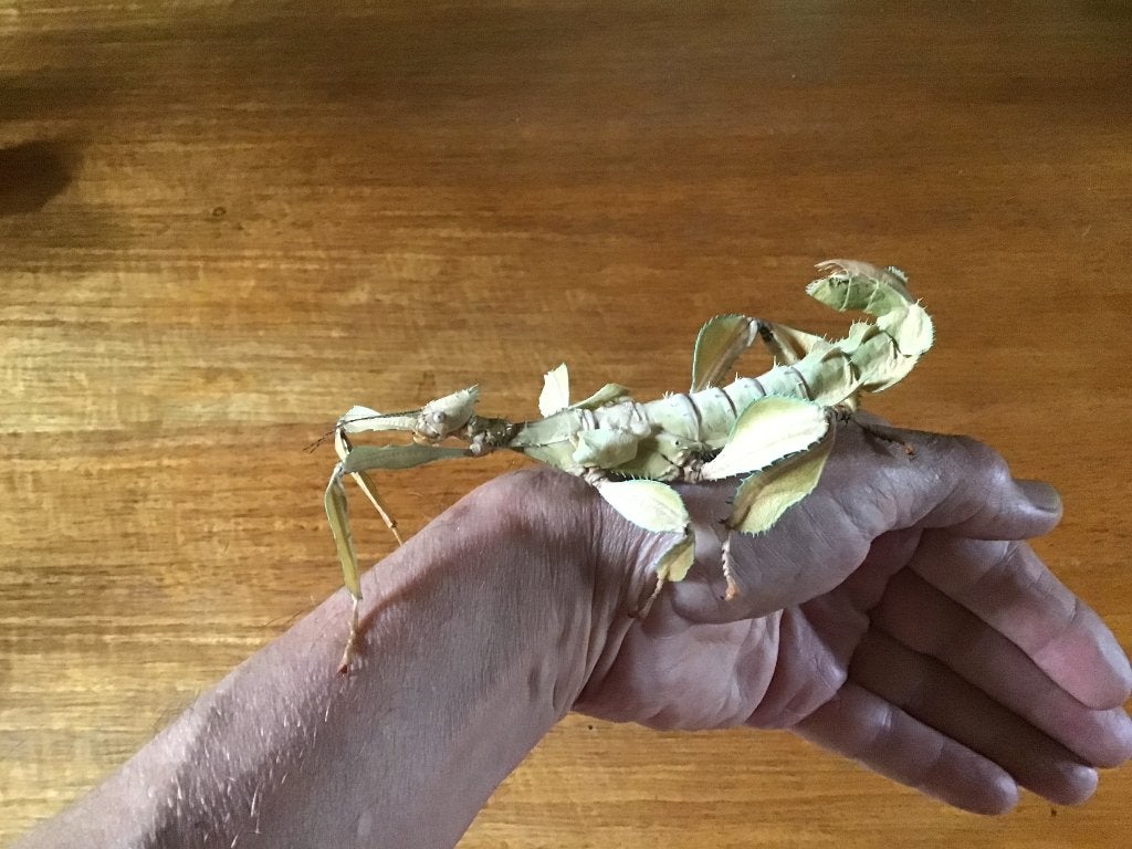 Australische wandelende takken, Dieren en Toebehoren, Wandelende tak