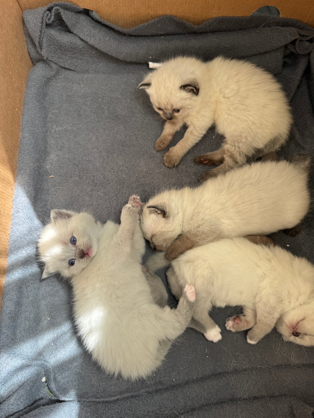 Britse blue point kittens, Meerdere dieren