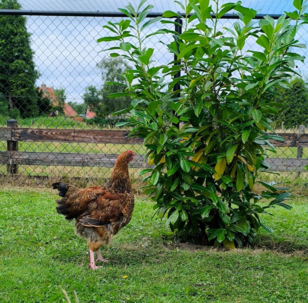 Orpington, Dieren en Toebehoren, Pluimvee, Mannelijk, Kip