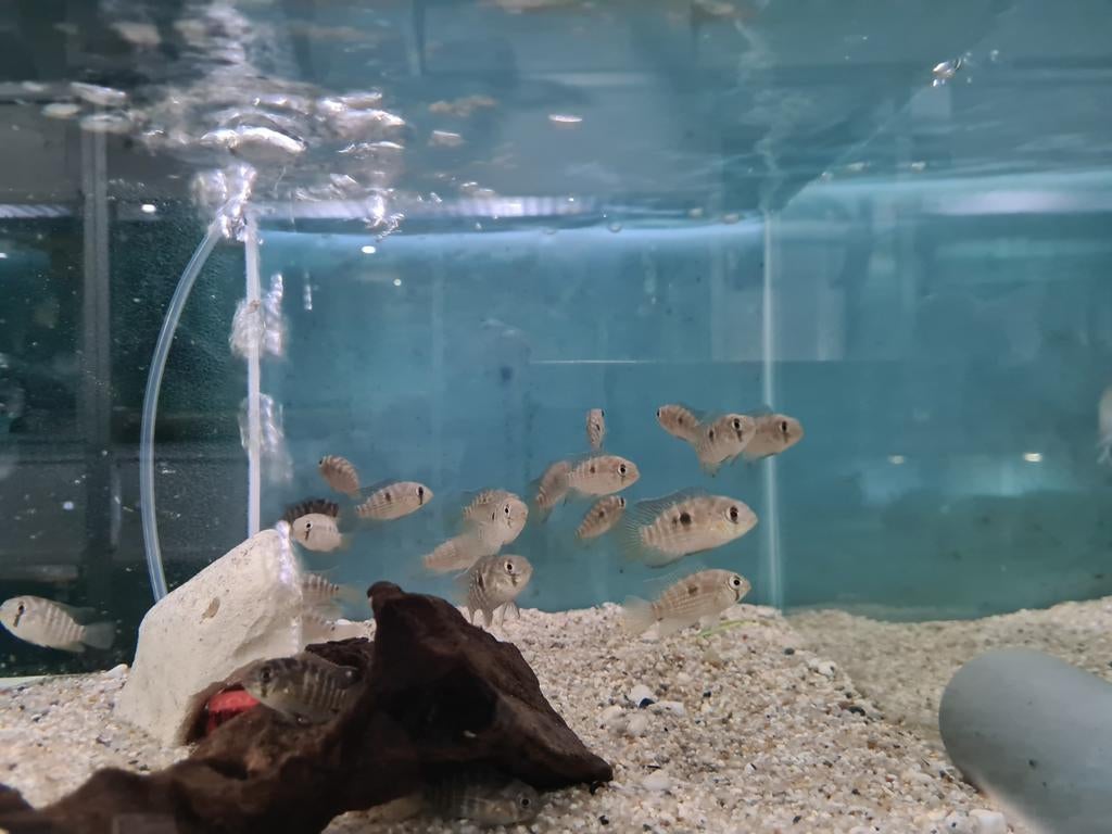 Krobia Xinguensis Cichliden, Dieren en Toebehoren, Vis, Zoetwatervis