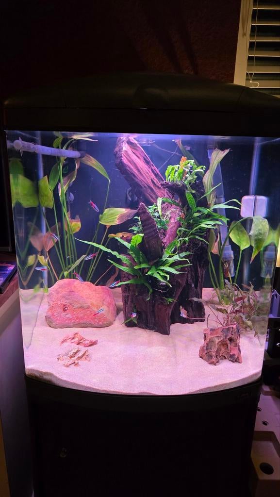 Sera cube 130 incl Tetra ex1200 en inhoud, Ophalen, Sera, Inclusief vissen, Gevuld zoetwateraquarium
