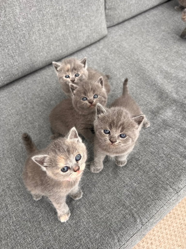 Prachtige Britse korthaar kittens, Dieren en Toebehoren, Katten en Kittens | Raskatten | Korthaar, Meerdere dieren, Gechipt, 0 tot 2 jaar