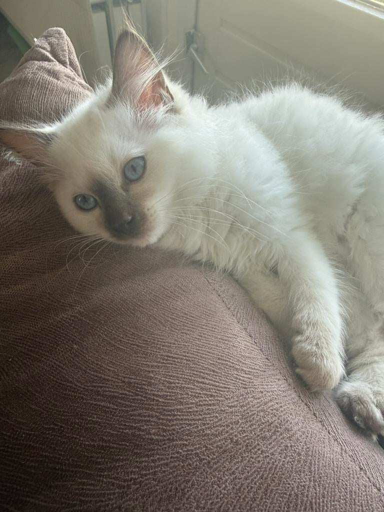Ragdoll, Dieren en Toebehoren, Katten en Kittens | Raskatten | Langhaar, Poes, Ontwormd