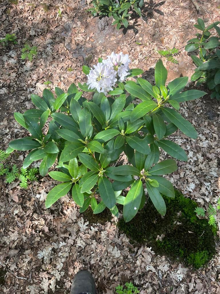 Rhododendron Cunningham's White - Winterharde sierstruik, Vaste plant, Halfschaduw, Lente, Ophalen